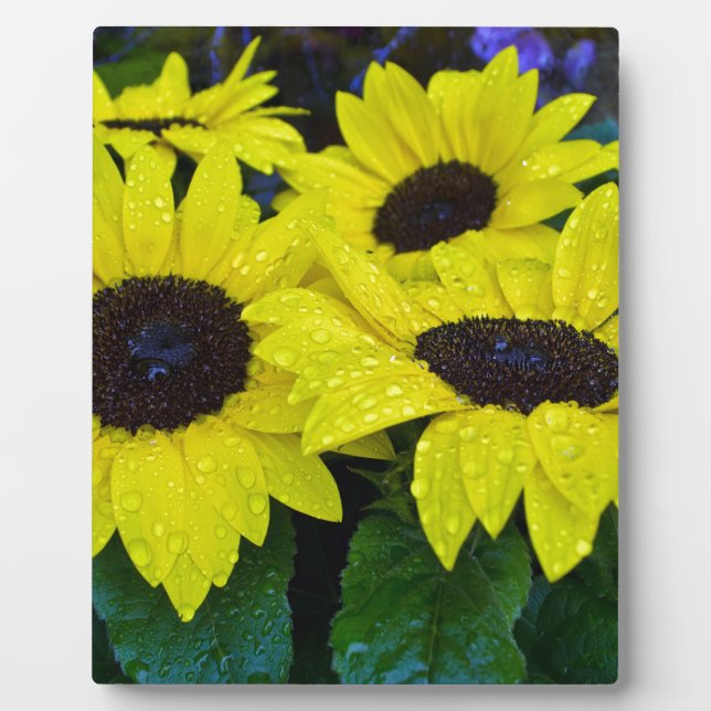 PLACA EXPOSITORA GIRASOLES MAGNÍFICOS DEL JARDÍN (Frente)