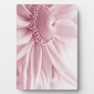 Placa Expositora Gloriosa Daisy Macro