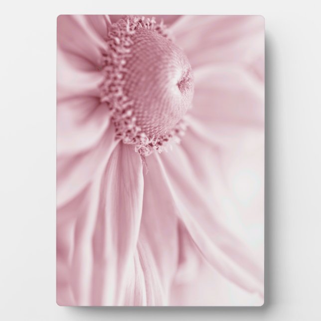 Placa Expositora Gloriosa Daisy Macro (Frente)