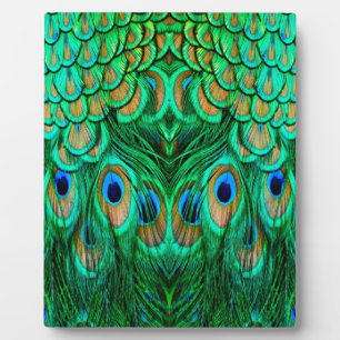 Placa Expositora Gloriosas plumas de pavo real