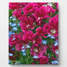 Placa Expositora Godetia Y Lobelia