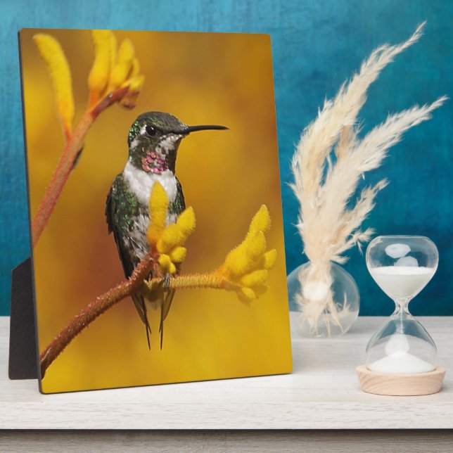 Placa Expositora Golden Glow (Lado)