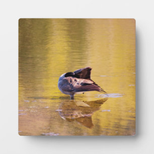 Placa Expositora Golden Goose