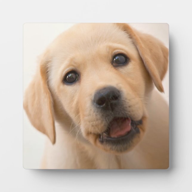 Placa Expositora Golden Labrador Puppy (Frente)