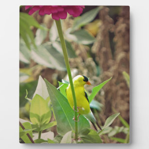 Placa Expositora Goldfinch
