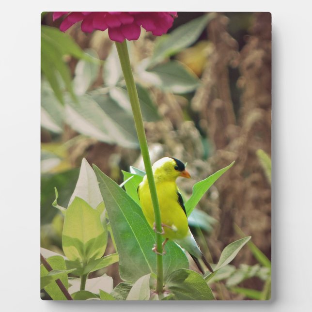 Placa Expositora Goldfinch (Frente)