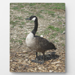 Placa Expositora Goose canadiense