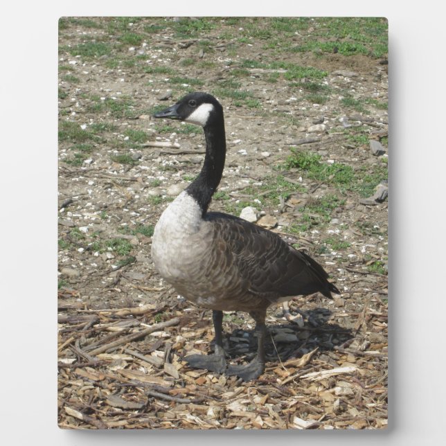 Placa Expositora Goose canadiense (Frente)