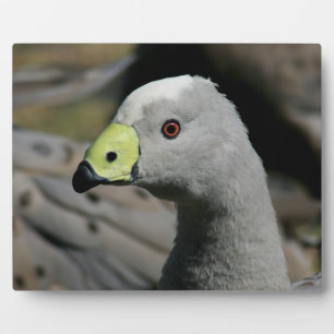 Placa Expositora Goose de Australia