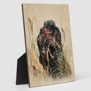 Placa Expositora Gordon Setter, cacería de pavos