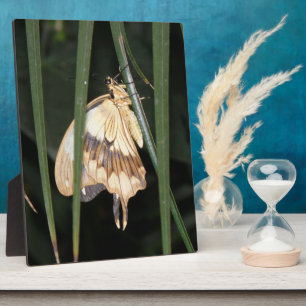Placa Expositora Gorgeous Moth Plaque