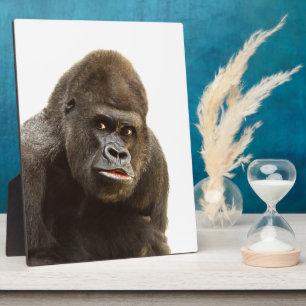 Placa Expositora Gorilla Pout