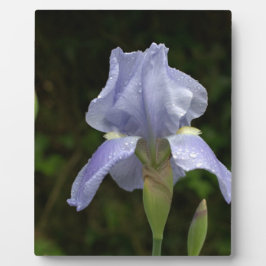Placa Expositora Gotas de lluvia floral Iris azul bonito EASEL