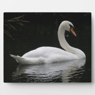 Placa Expositora Graceus White Swan Plaque