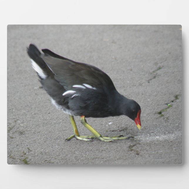 Placa Expositora Gracioso Moorhen se burla (Frente)