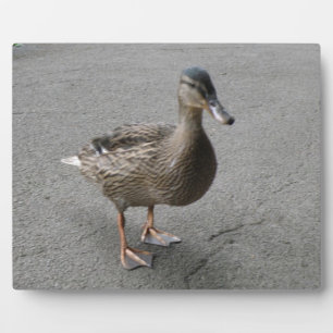 Placa Expositora Gracioso Waddling Duck Plaque