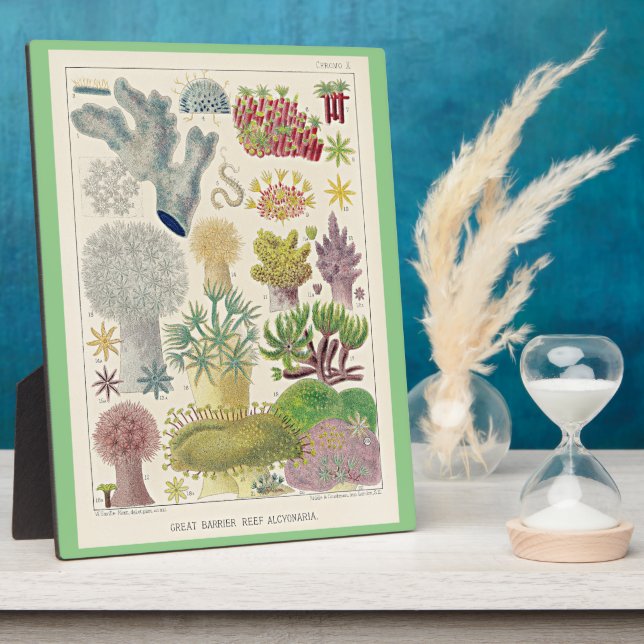 Placa Expositora Gran barrera de arrecife de Australia, Alcyonaria, (Lado)