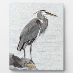 Placa Expositora Gran garza azul