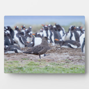Placa Expositora Gran Skua frente a la colonia de pingüinos
