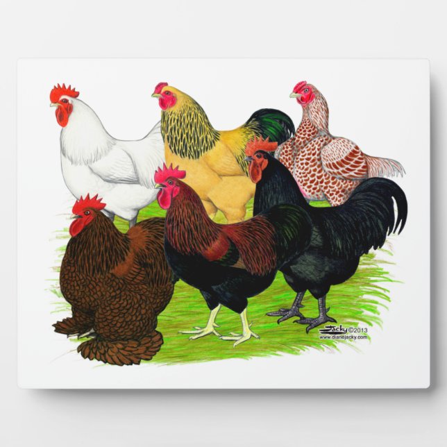 Placa Expositora Gran variedad de gallos (Frente)