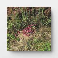 Granja de Cranberry, Long Beach, Washington