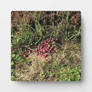 Placa Expositora Granja de Cranberry, Long Beach, Washington