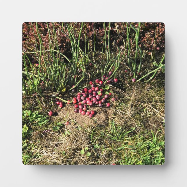 Placa Expositora Granja de Cranberry, Long Beach, Washington (Frente)