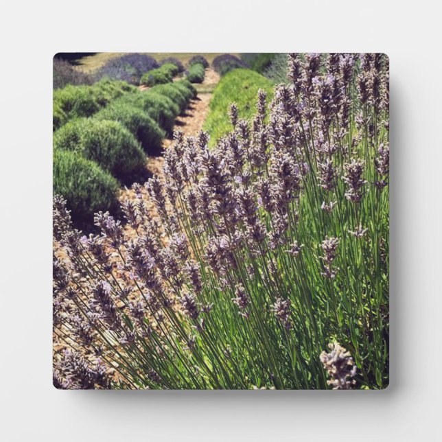 Placa Expositora Granja de lavanda (Frente)
