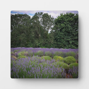 Placa Expositora Granja de lavanda