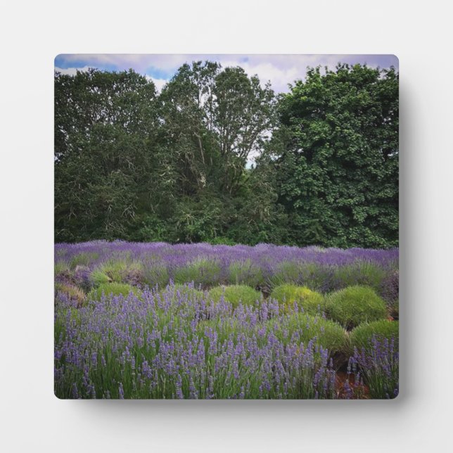 Placa Expositora Granja de lavanda (Frente)