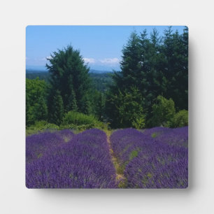 Placa Expositora Granja de lavanda