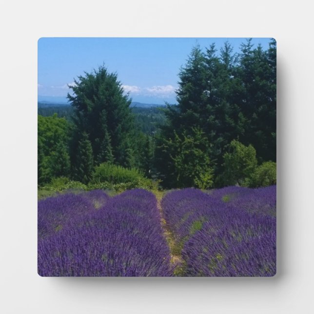 Placa Expositora Granja de lavanda (Frente)