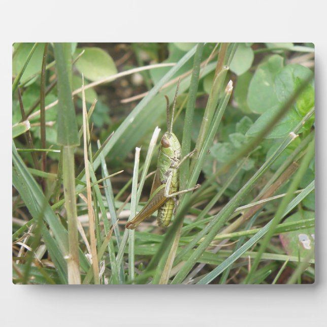 Placa Expositora Grasshopper Camouflage Plaque (Frente)