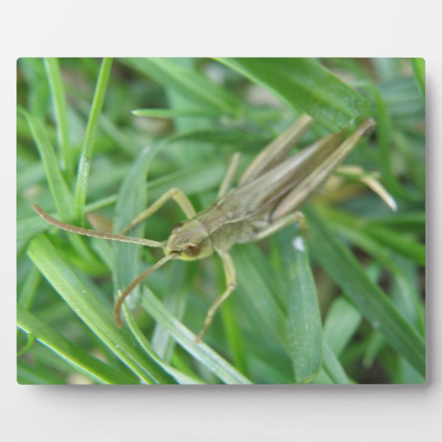 Placa Expositora Grasshopper Plaque (Frente)