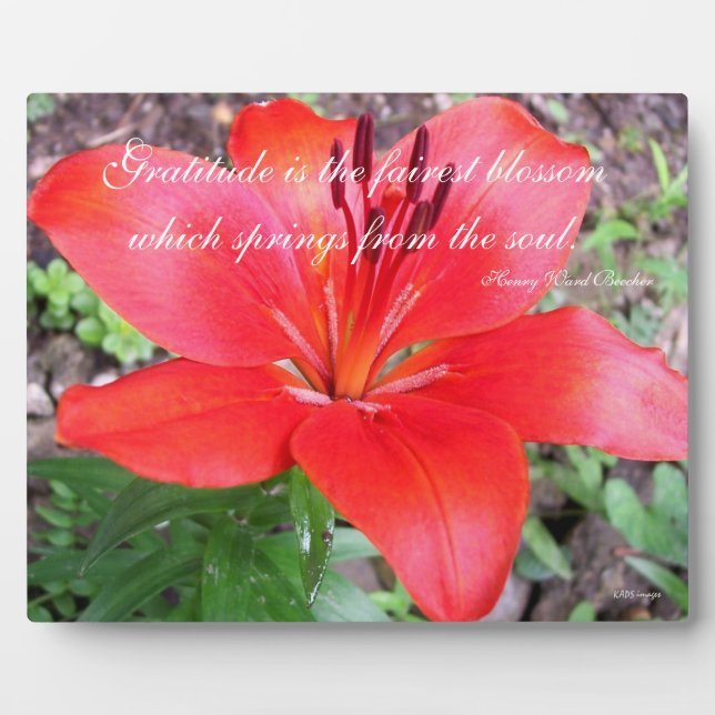 Placa Expositora Gratitude Lilie (Frente)