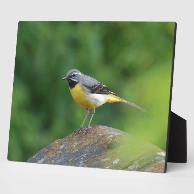 Placa Expositora Gray Wagtail - pájaro (Lado)
