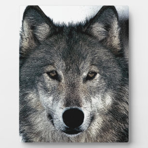Placa Expositora Gray Wolf