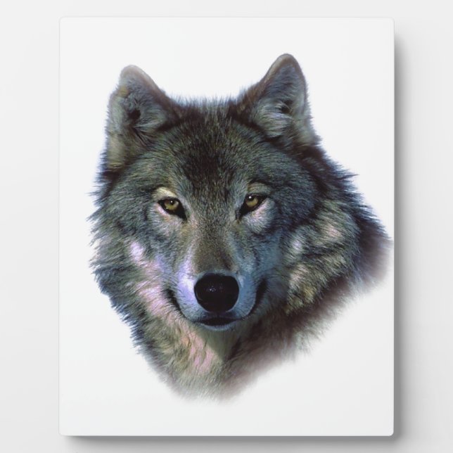 Placa Expositora Gray Wolf Eyes (Frente)