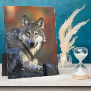 Placa Expositora Gray Wolf Wildlife Aovers