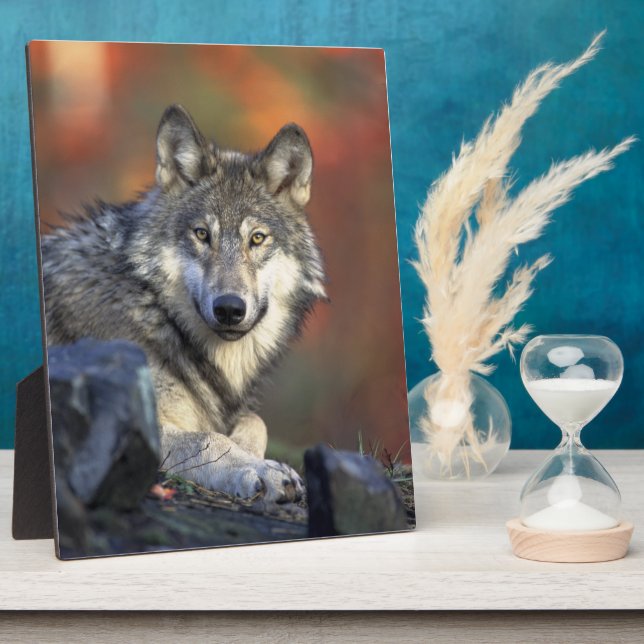 Placa Expositora Gray Wolf Wildlife Aovers (Lado)