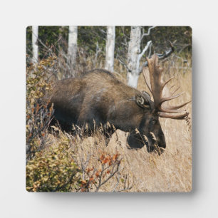 Placa Expositora Grazing Bull Moose