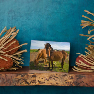 Placa Expositora Grazo de caballos islandés