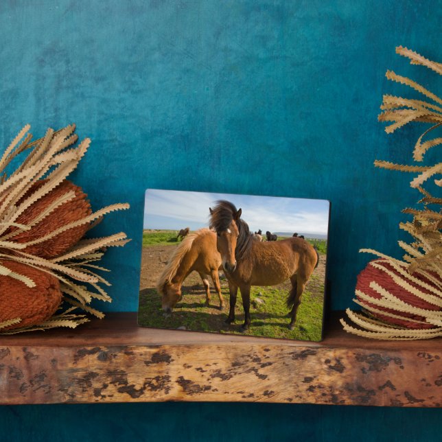 Placa Expositora Grazo de caballos islandés (Lado)