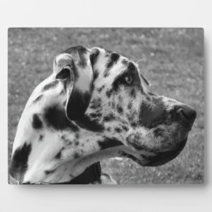PLACA EXPOSITORA GREAT DANE