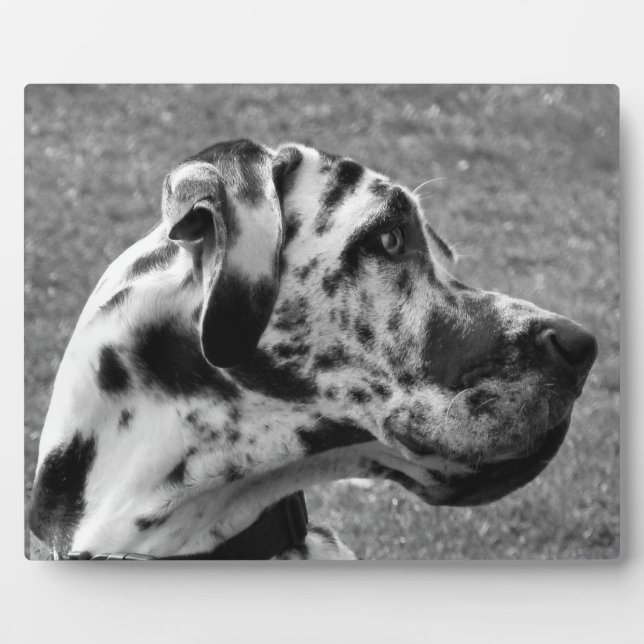PLACA EXPOSITORA GREAT DANE (Frente)