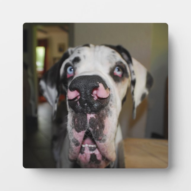 Placa Expositora Great Dane Foto Plaque (Frente)