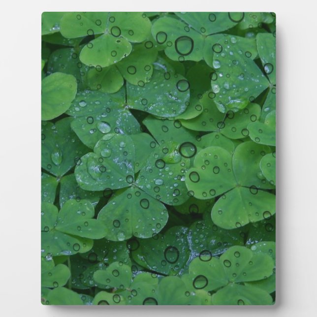 Placa Expositora Green Irish Clover (Frente)