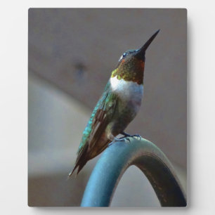 Placa Expositora Green Ruby little Hummingbird