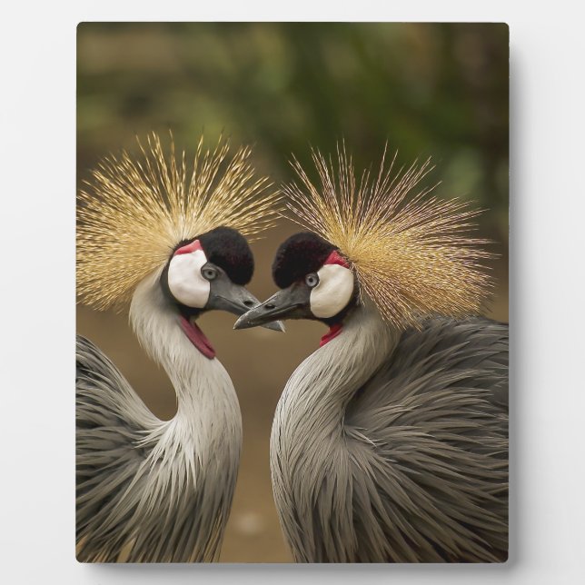 Placa Expositora Grey Crowned Crane (Frente)