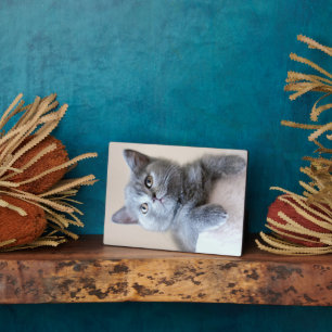 Placa Expositora Gris British Shorthair Cat